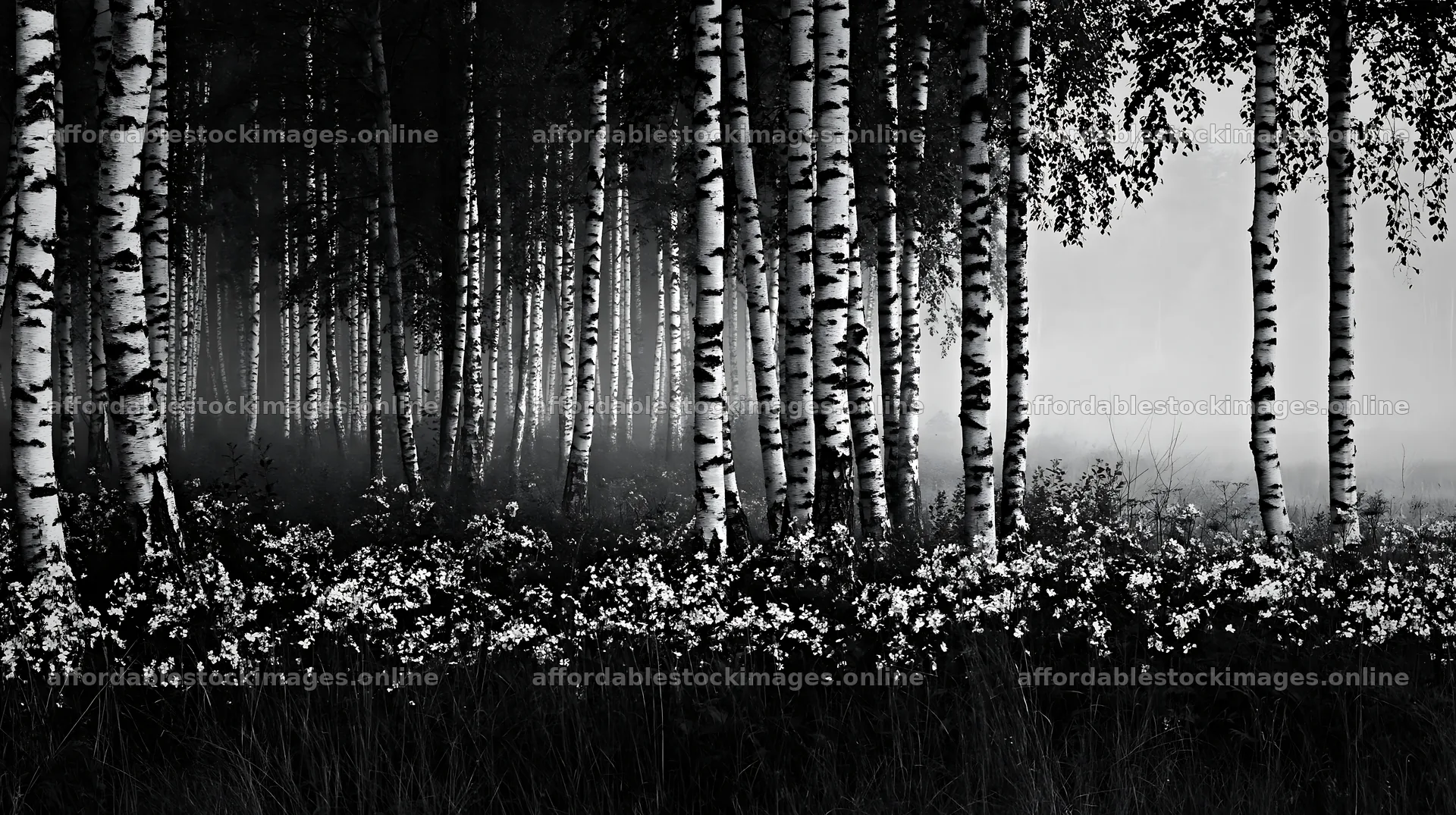 Birch forest meadow with flowers and mist in black and white – stock images 10608x5938