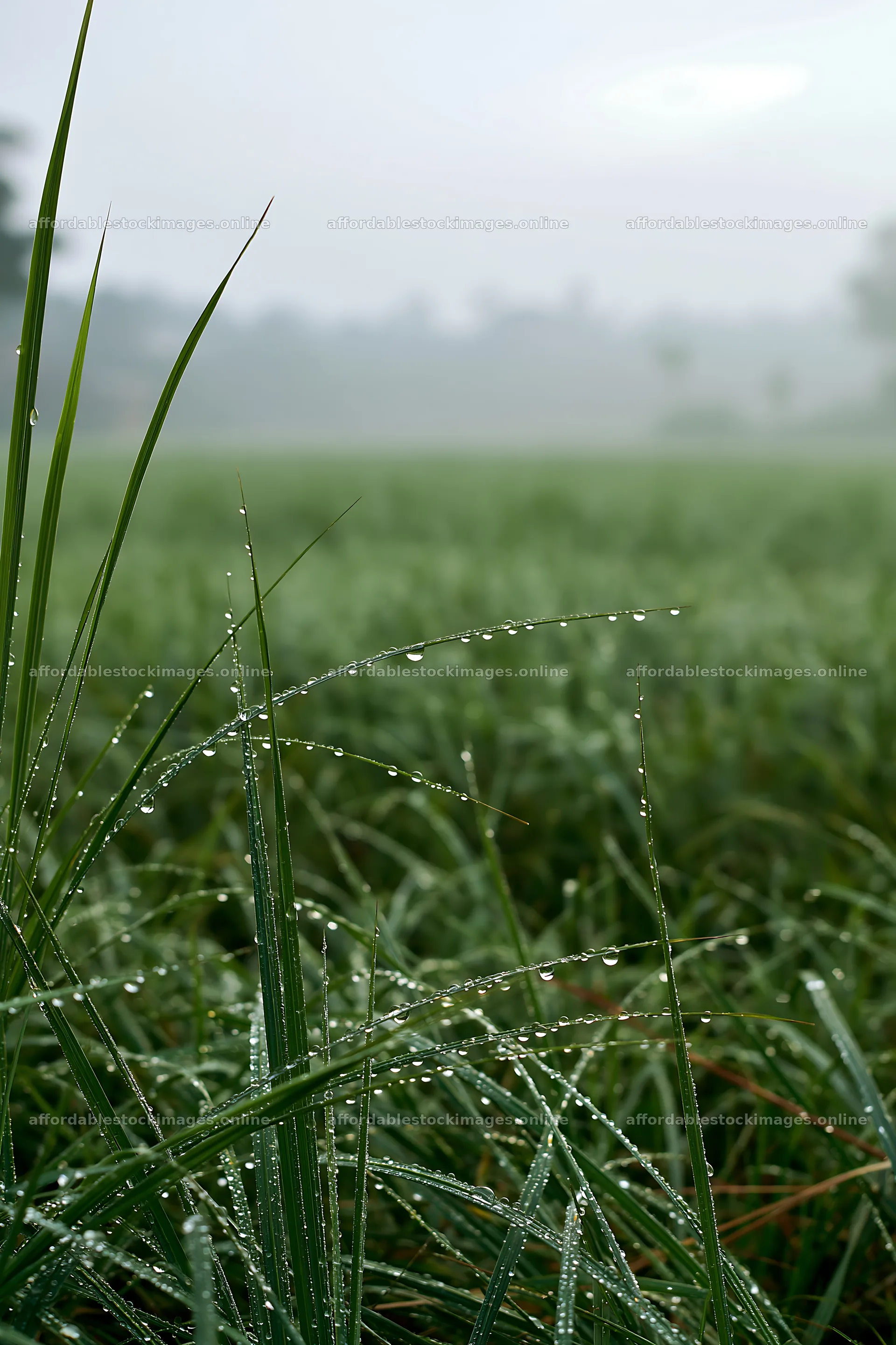 Kochi monsoon meadow rain beaded grasses – stock images 6480x9722
