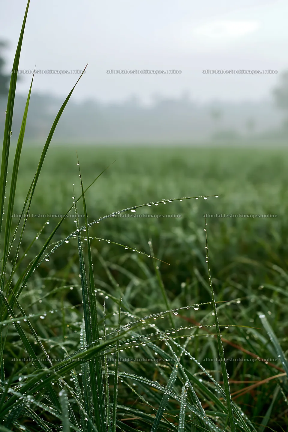 Kochi monsoon meadow rain beaded grasses – stock images 6480x9722