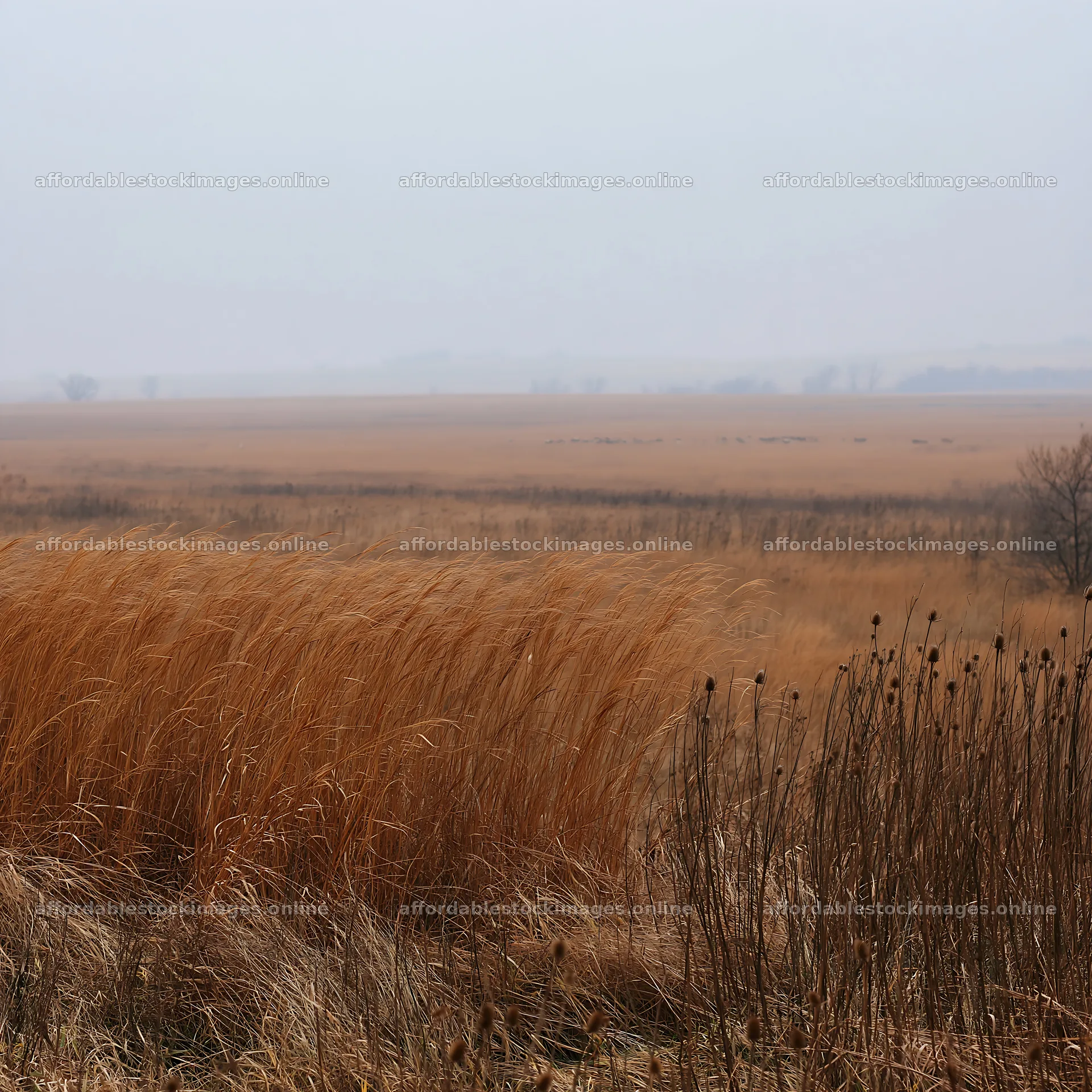 Autumn meadow with tall grass and foggy landscape – stock images 7938x7938