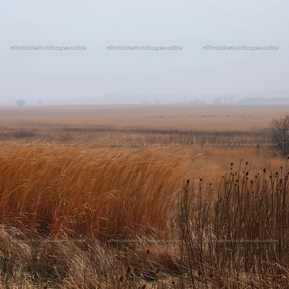 Autumn meadow with tall grass and foggy landscape – stock images 7938x7938