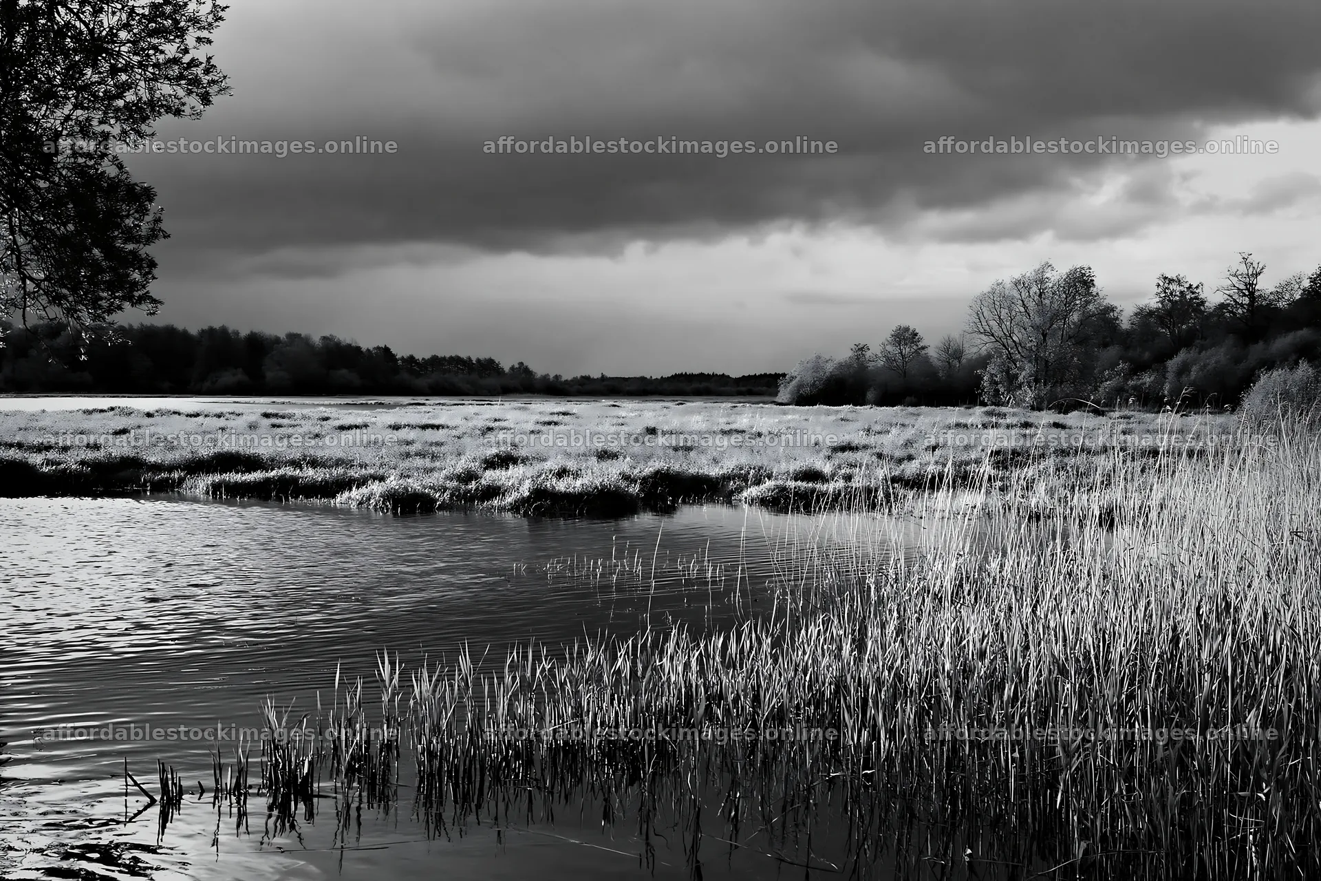 Saga floodplain meadow with reeds in foreground – stock images 9722x6480