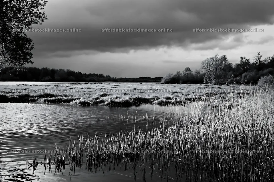 Saga floodplain meadow with reeds in foreground – stock images 9722x6480