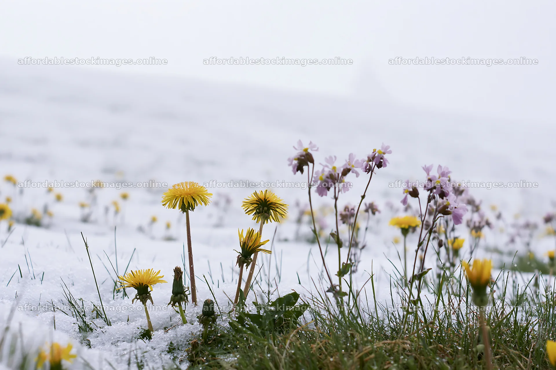 Meadow whiteout with yellow flowers surrounded by snow – stock images 9722x6480