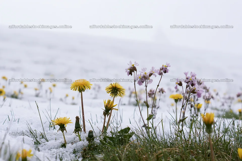 Meadow whiteout with yellow flowers surrounded by snow – stock images 9722x6480