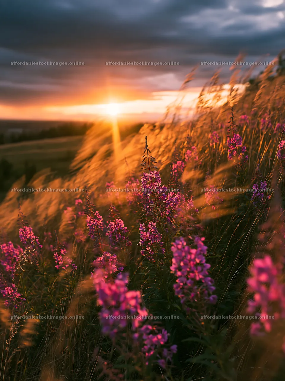 Fireweed meadow at sunset with golden light – stock images 6866x9174