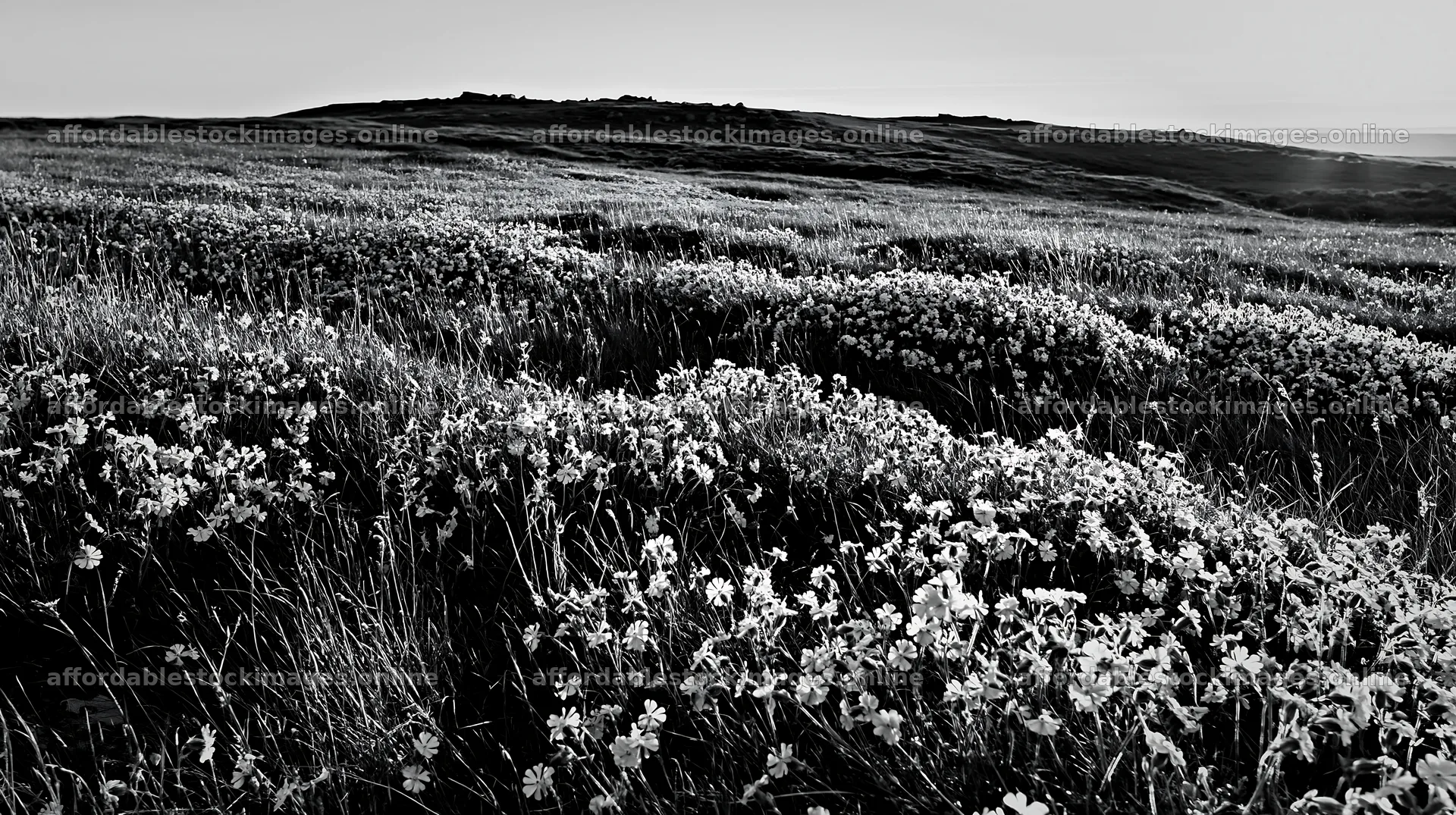 Pink campion meadow on rolling hills in monochrome – stock images 10608x5938
