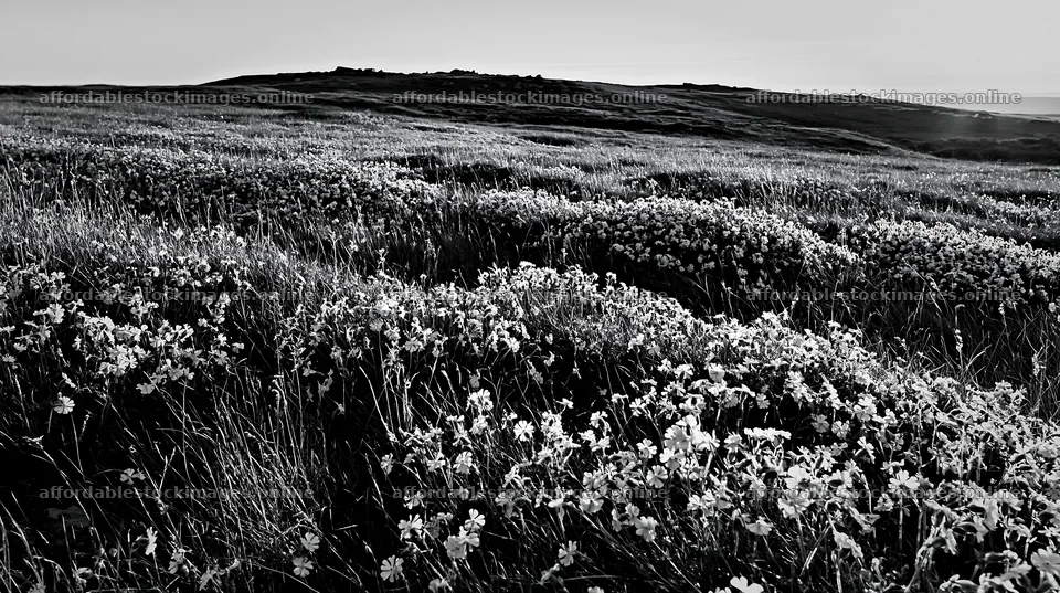 Pink campion meadow on rolling hills in monochrome – stock images 10608x5938