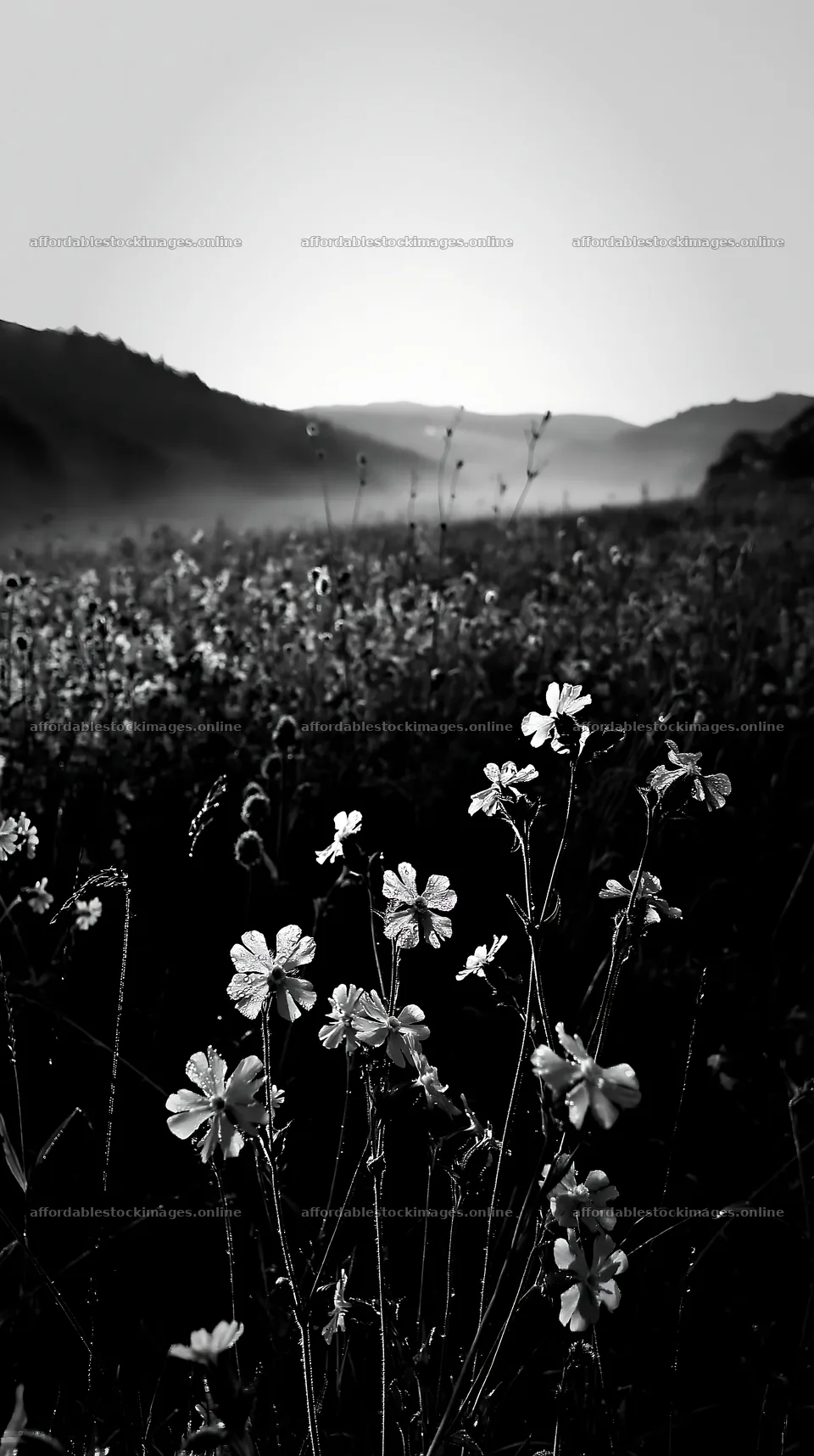 Pink campion meadow in a field during sunrise – stock images 5938x10608