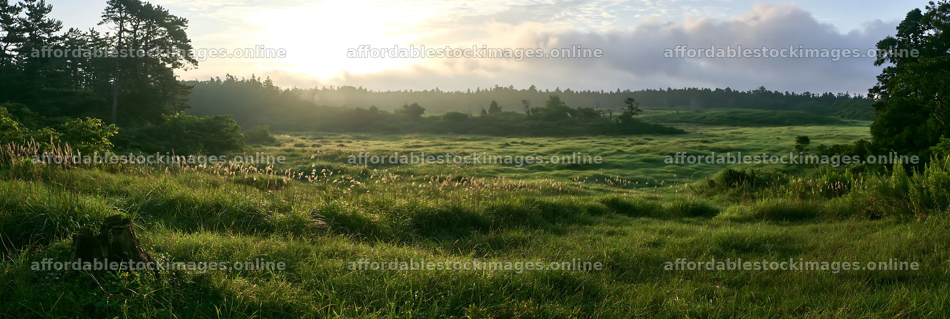 Fukushima native meadow with weathered stump at sunrise – stock images 13690x4602
