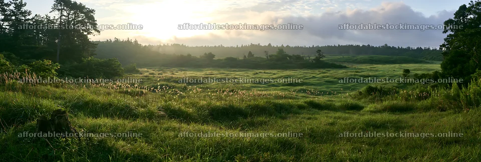 Fukushima native meadow with weathered stump at sunrise – stock images 13690x4602