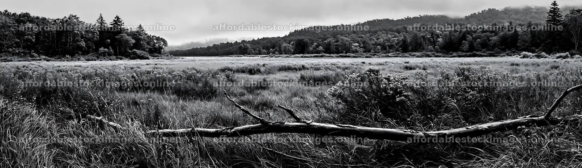 Yamagata rewilded meadow with fallen branch in the foreground – stock images 14762x4268