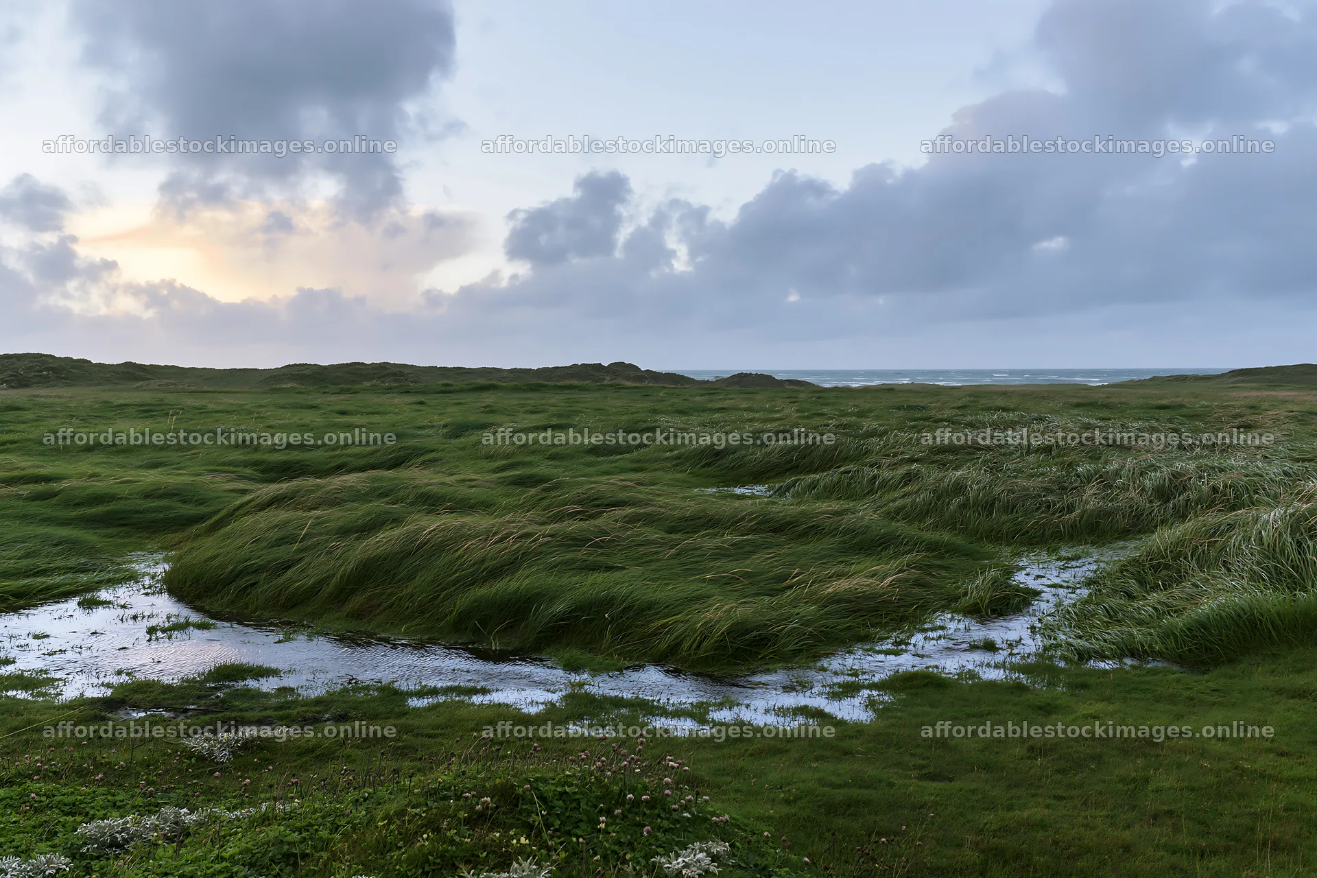 Meadow grass seedheads and water puddles in a natural setting – stock images 9722x6480