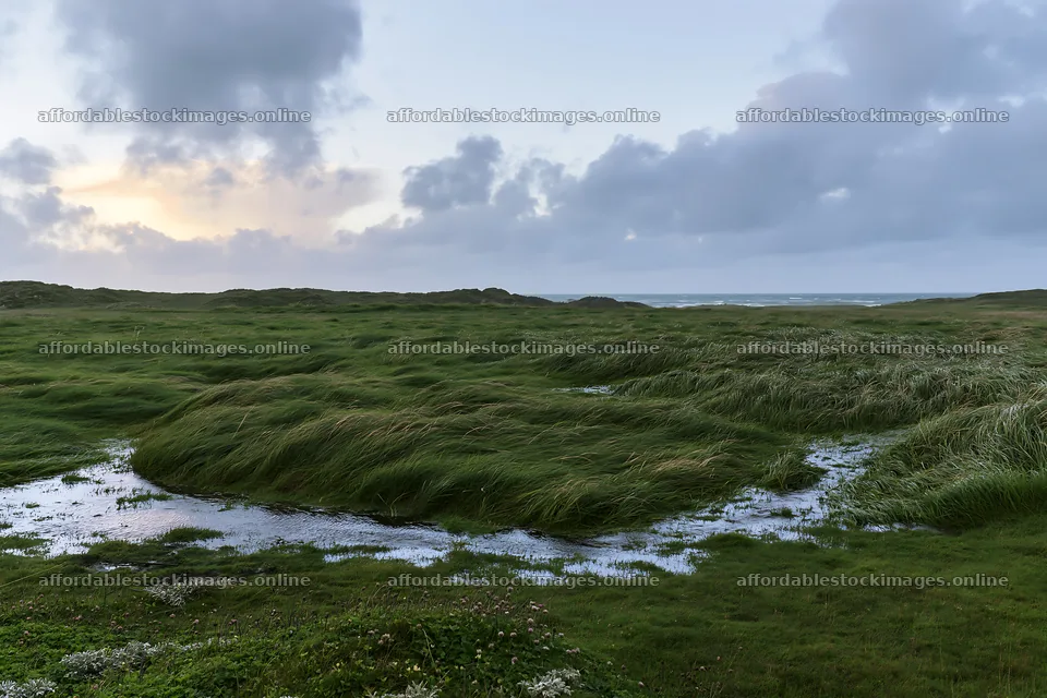 Meadow grass seedheads and water puddles in a natural setting – stock images 9722x6480