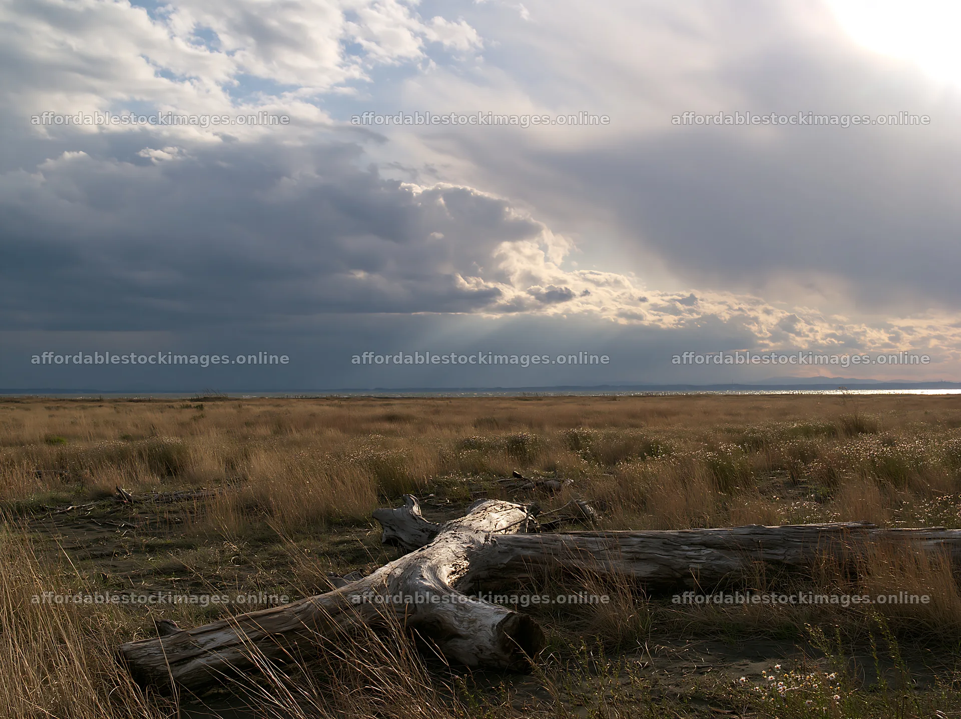 Chiba coastal climate meadow driftwood foreground – stock images 9174x6866