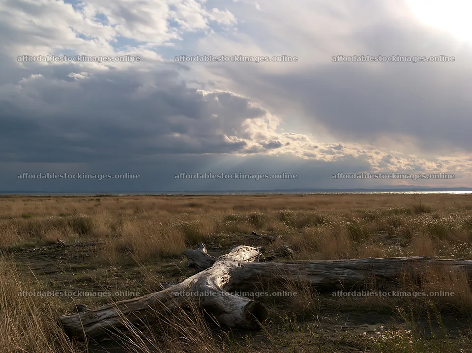 Chiba coastal climate meadow driftwood foreground – stock images 9174x6866