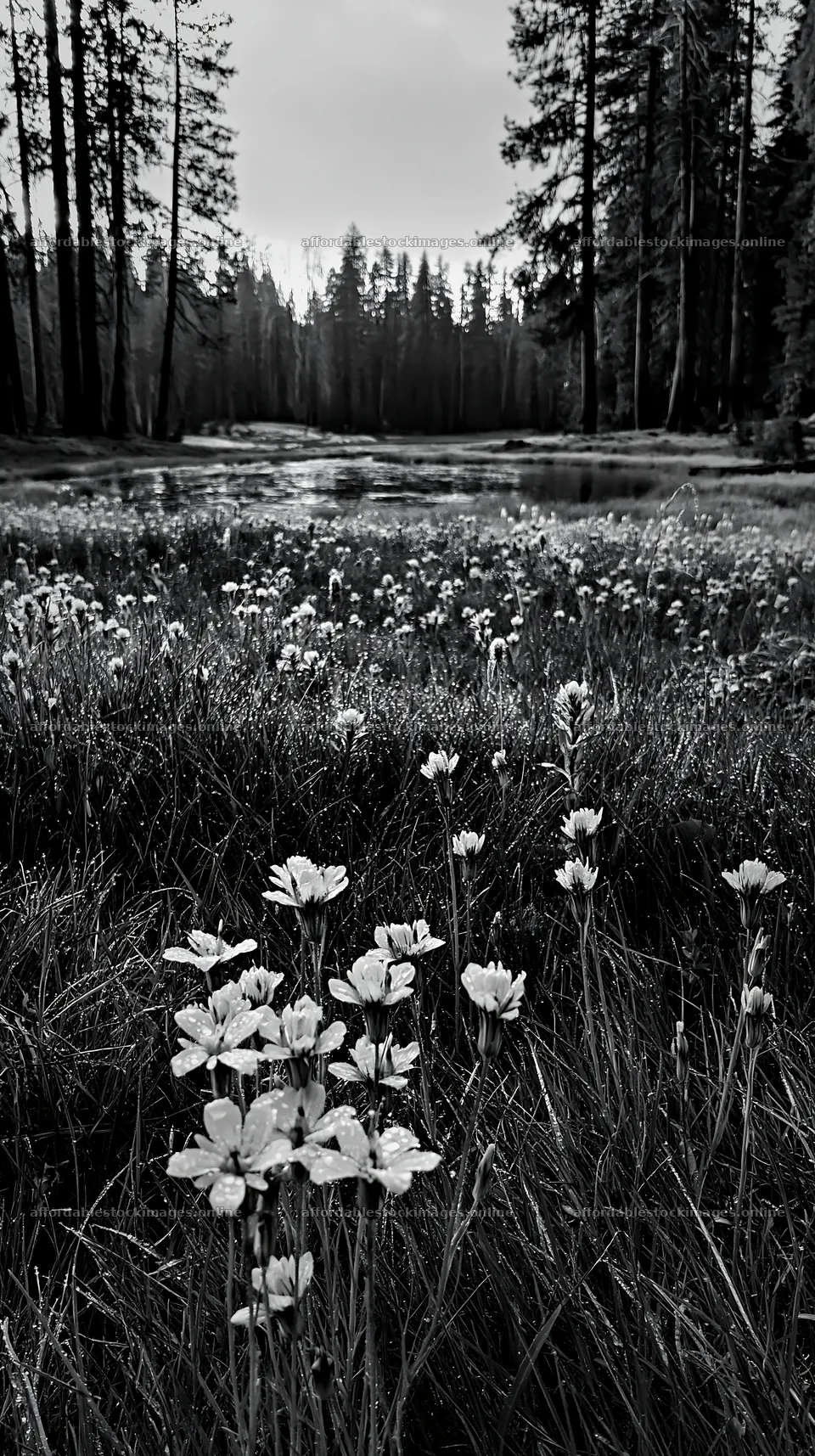 Pine forest meadow with wildflowers near a water source – stock images 5938x10608