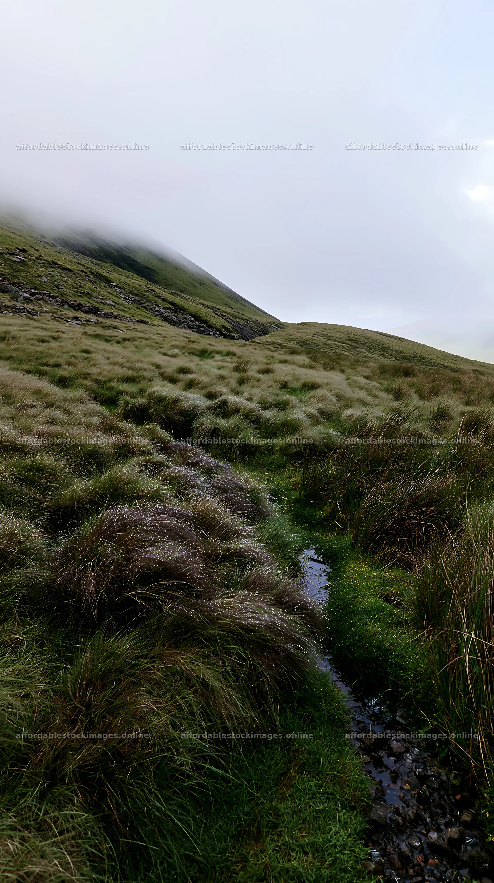 Climate-resilient meadow showcasing a natural landscape – stock images 5938x10608