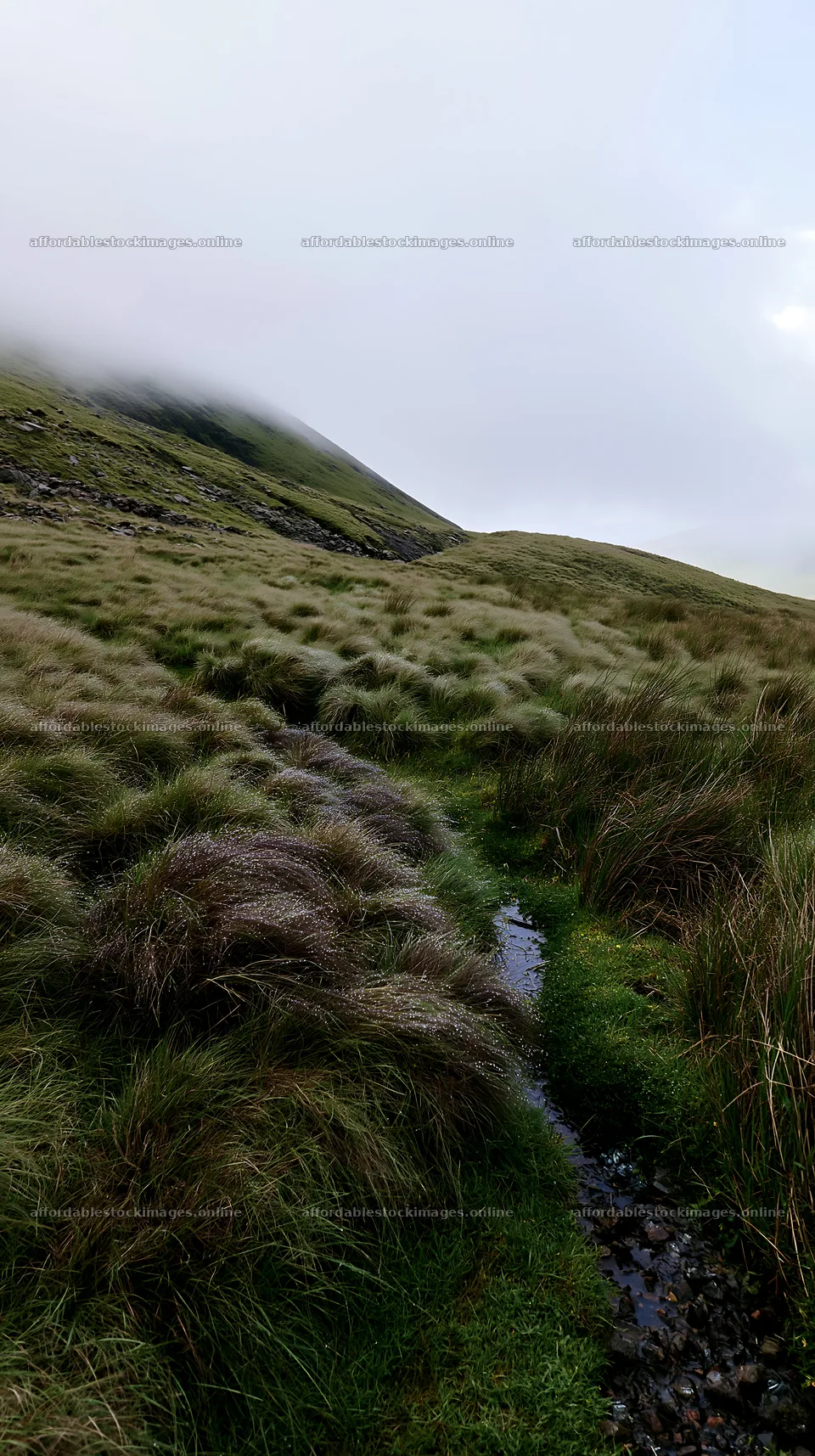Climate-resilient meadow showcasing a natural landscape – stock images 5938x10608