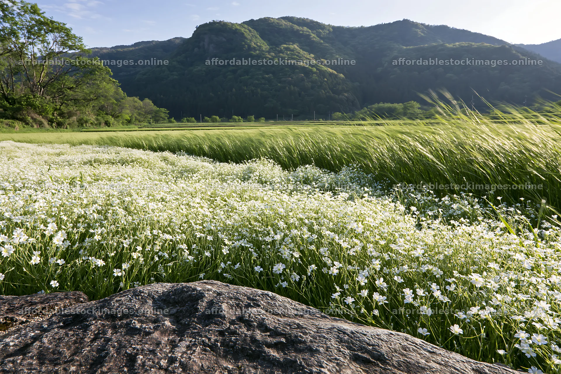 Kyoto spring wildflower meadow with stone in foreground – stock images 9722x6480