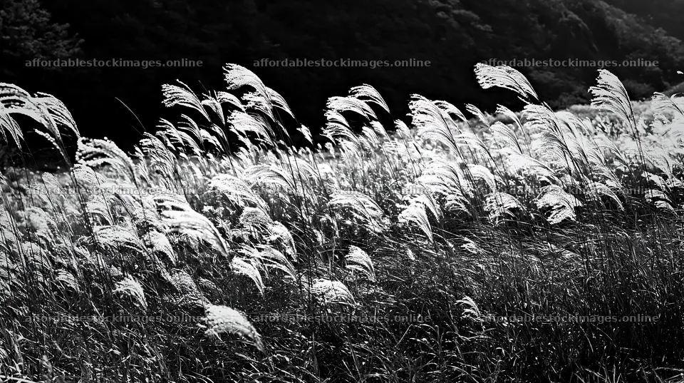Meadow grass seedheads sway in the breeze on a sunny day – stock images 10608x5938