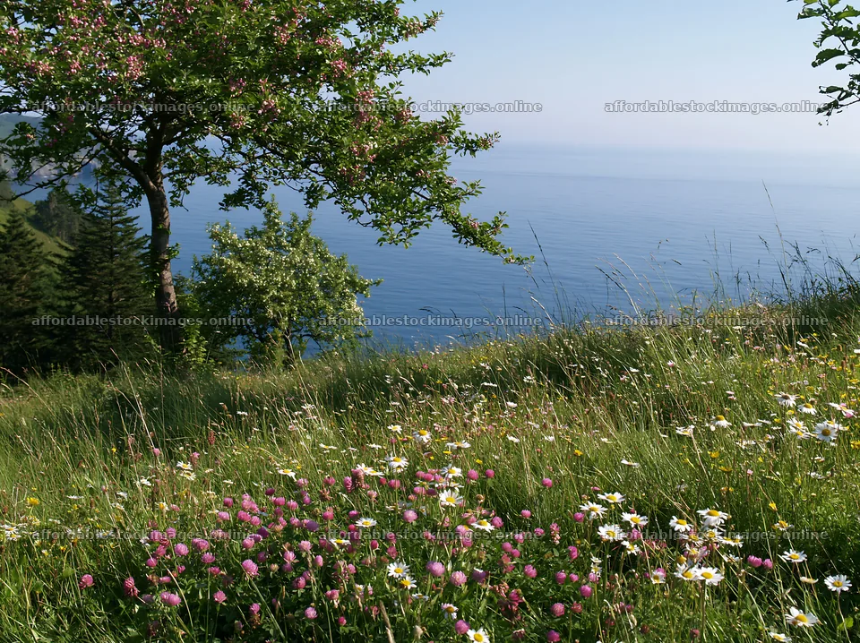 Spring orchard meadow overlooking calm waters – stock images 9174x6866