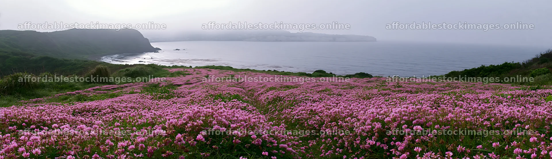 Shizuoka seasonal meadow after heavy rain with blooming flowers – stock images 14762x4268