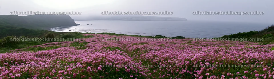 Shizuoka seasonal meadow after heavy rain with blooming flowers – stock images 14762x4268