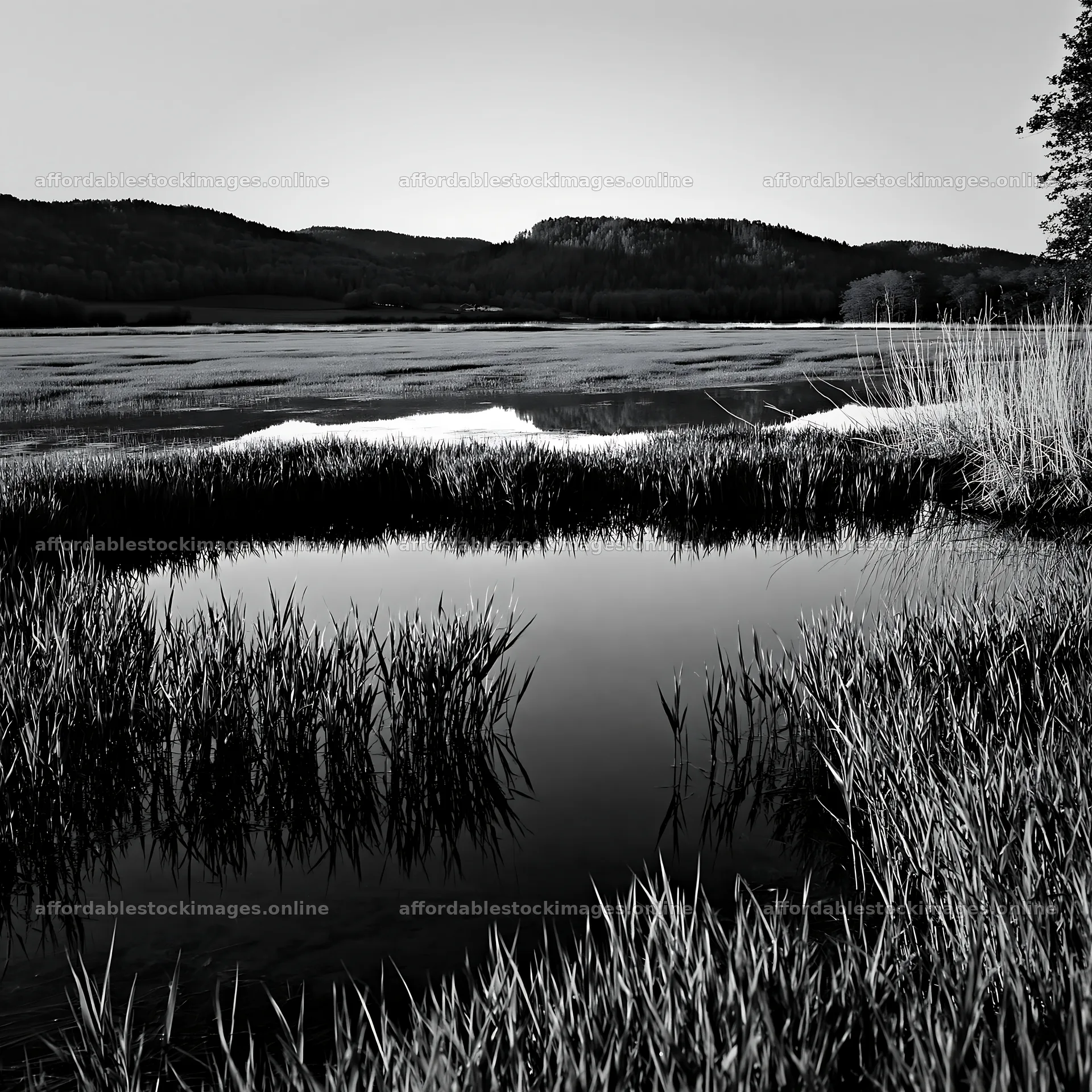 Saga floodplain meadow with reed foreground under clear sky – stock images 7938x7938