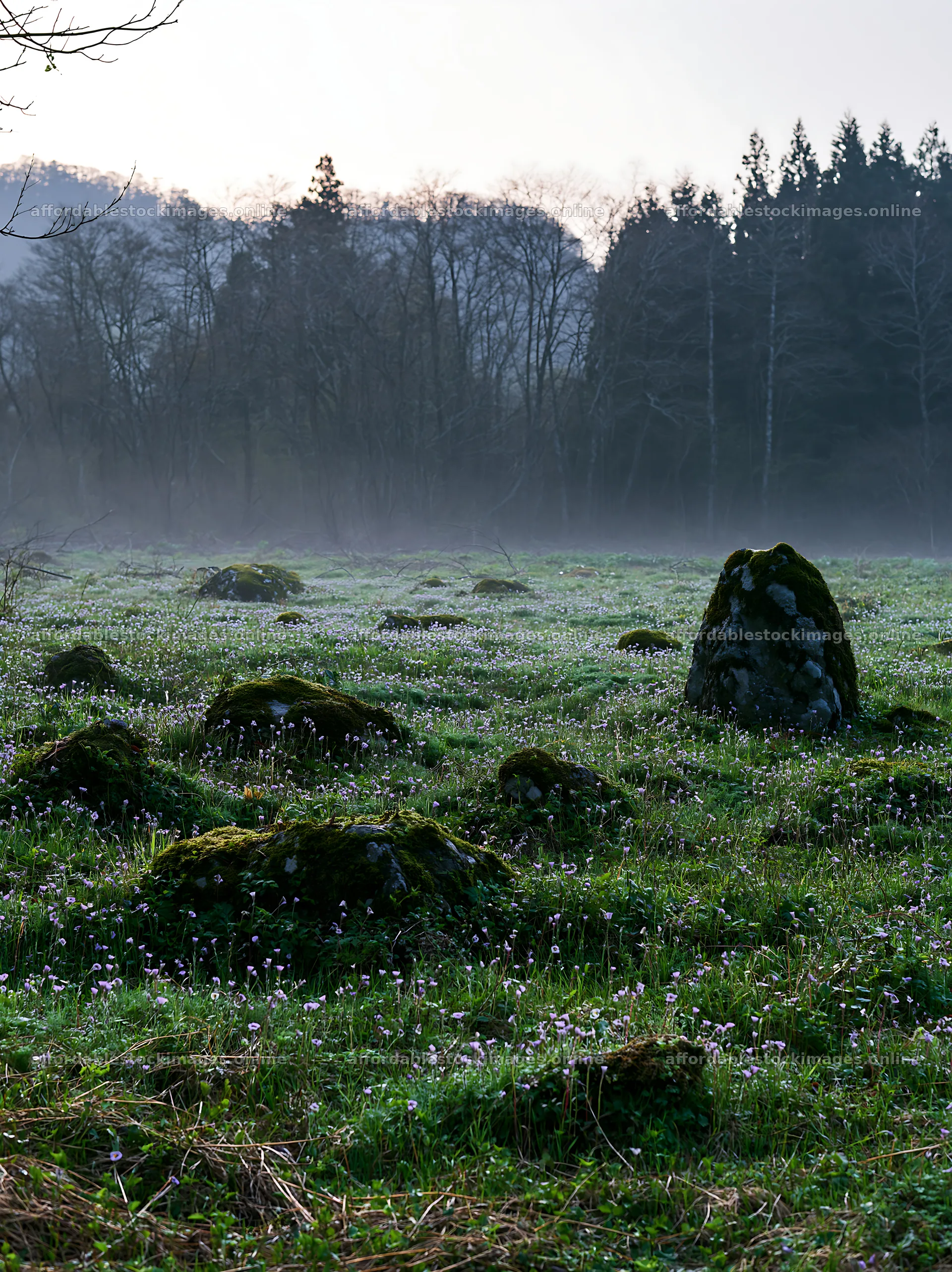 Miyagi spring recovery meadow mossy stone in a misty field – stock images 6866x9174