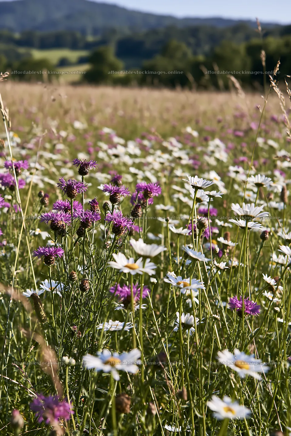 Colorful meadow with wildflowers in sunny weather – stock images 6480x9722