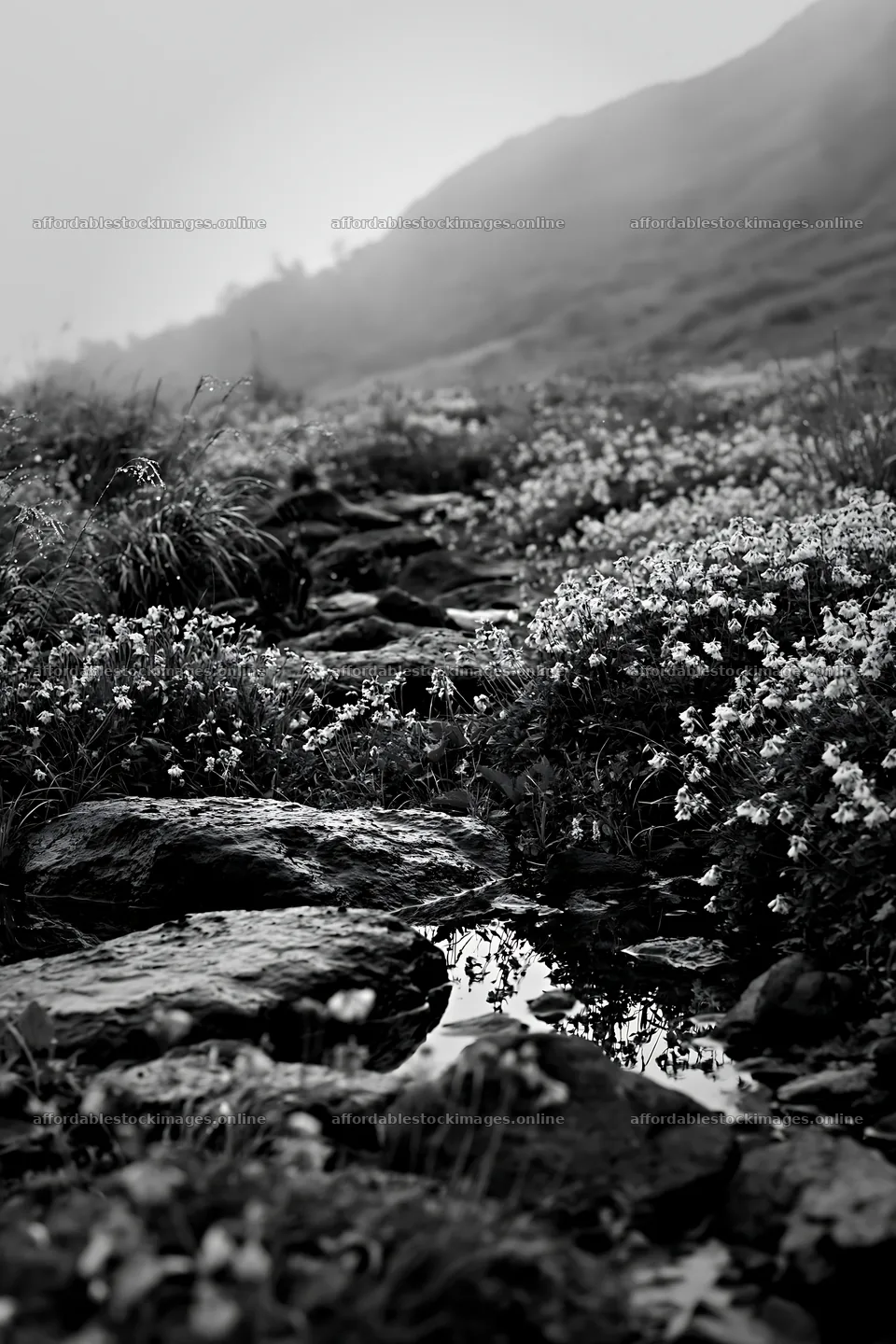 Kanagawa heat resilient meadow volcanic stones surrounded by – stock images 6480x9722