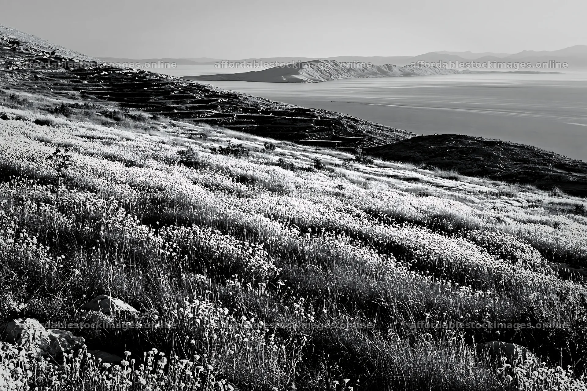 Croatian meadow above the Adriatic coast with wildflowers – stock images 9722x6480