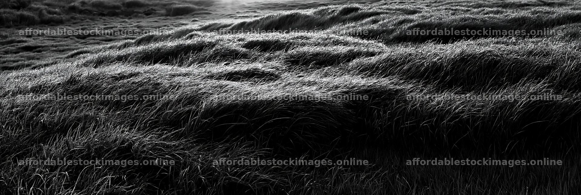 Miyazaki meadow with morning dew on sedges at sunrise – stock images 13690x4602