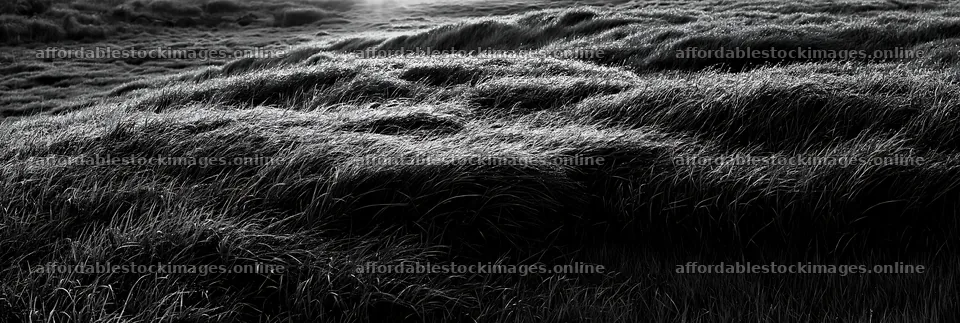 Miyazaki meadow with morning dew on sedges at sunrise – stock images 13690x4602