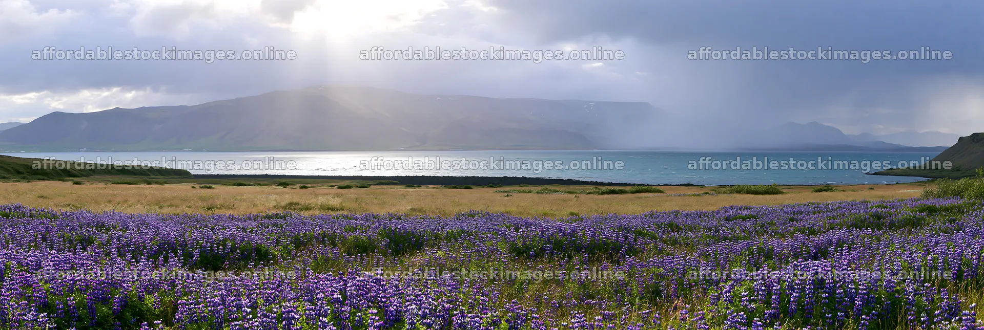 Rainwashed meadow with lilac flowers by the sea – stock images 13690x4602