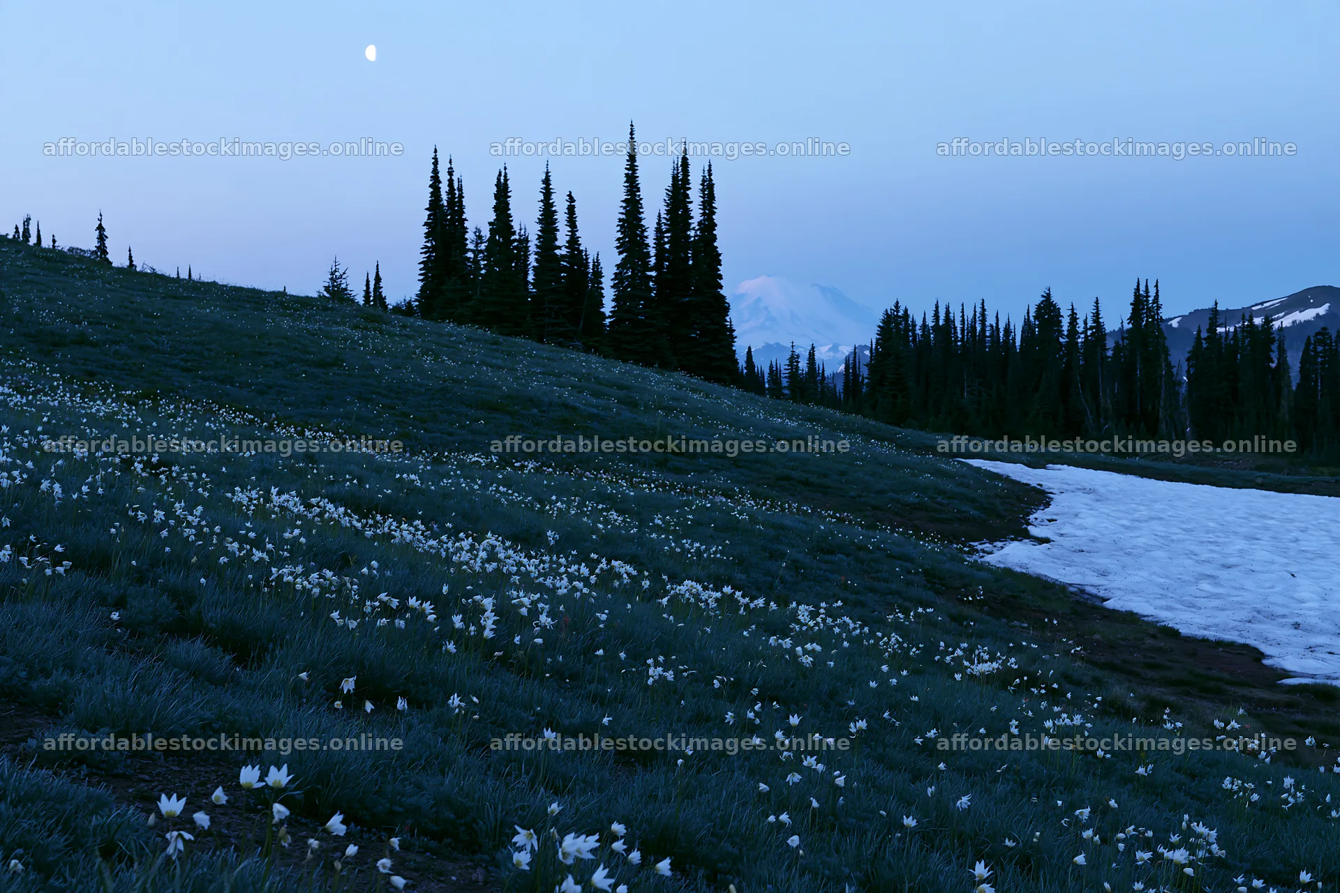 Mount Rainier wildflower meadow at sunrise – stock images 9722x6480