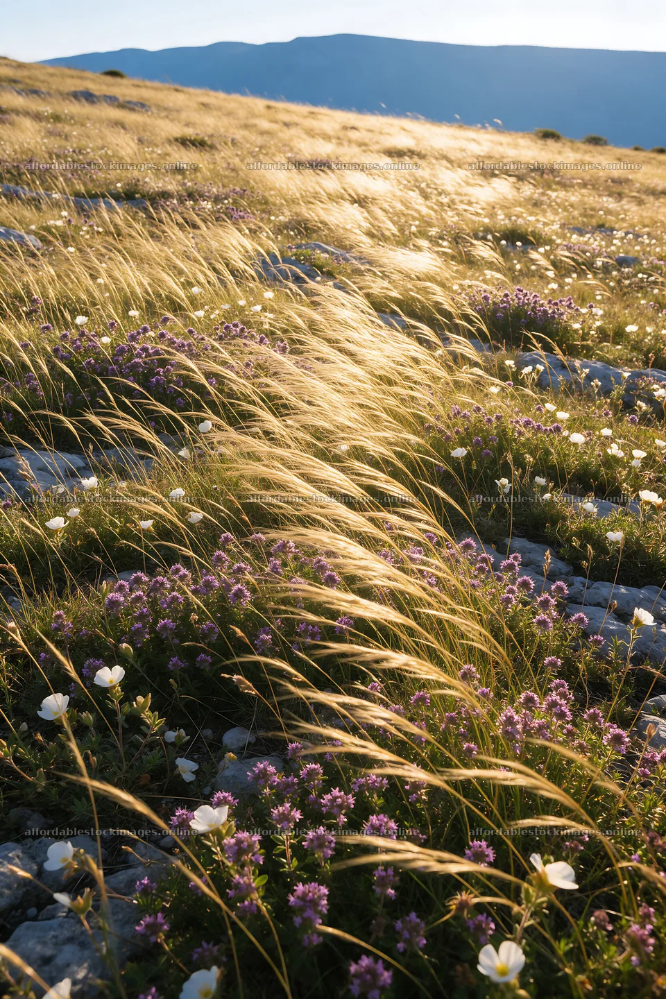 Sunny limestone meadow with flowers and distant mountains – stock images 6480x9722