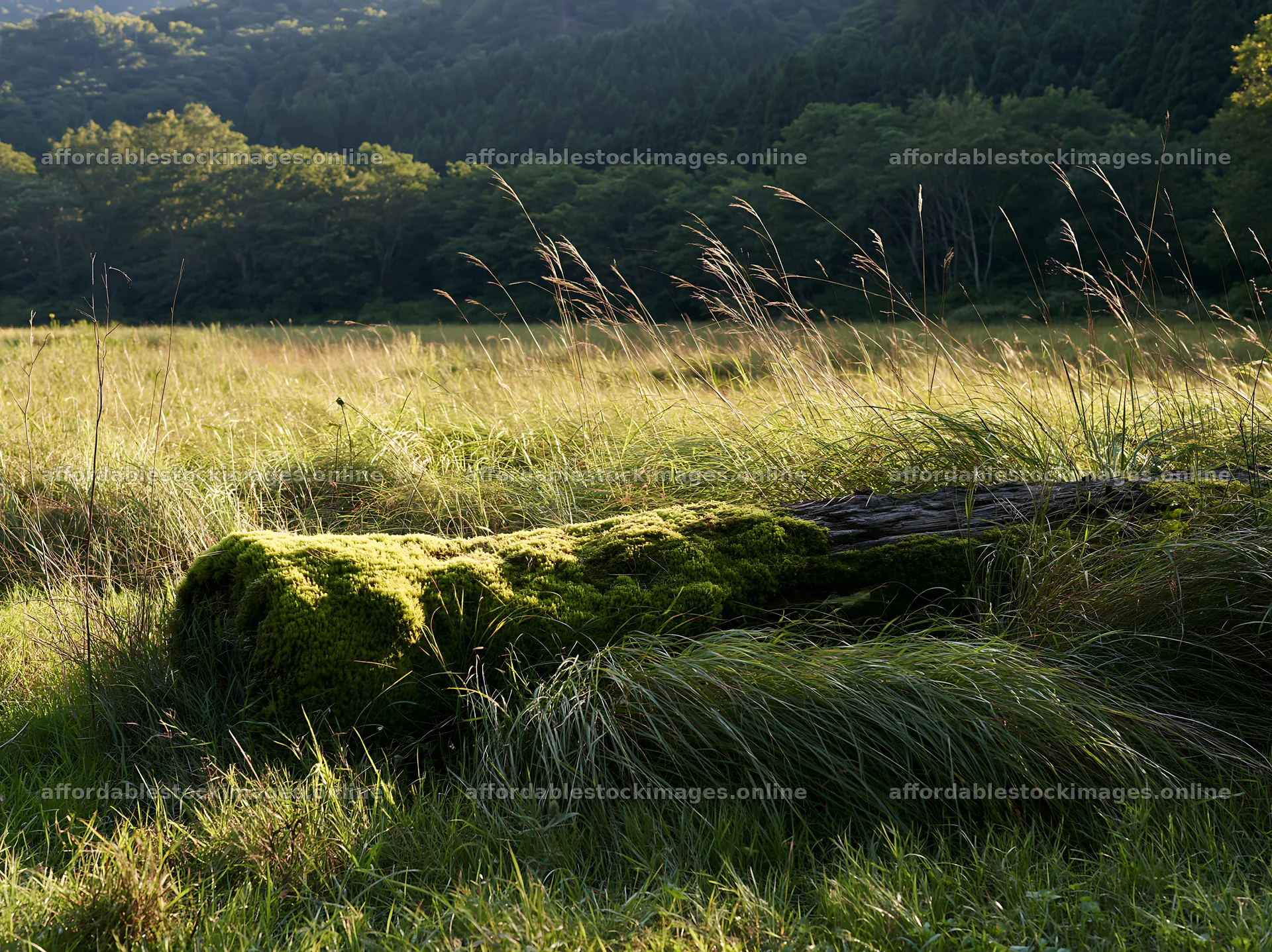 Gifu low carbon meadow mossy log in the grassland – stock images 9174x6866