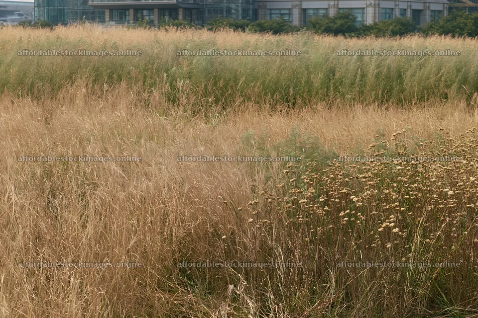 Tokyo urban biodiversity meadow with seedheads in a city setting – stock images 9722x6480