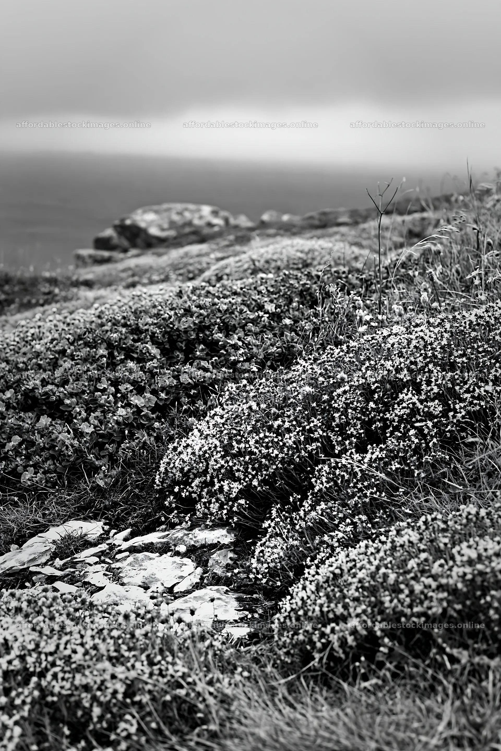 Cloudy wild thyme meadow near rocky shore – stock images 6480x9722