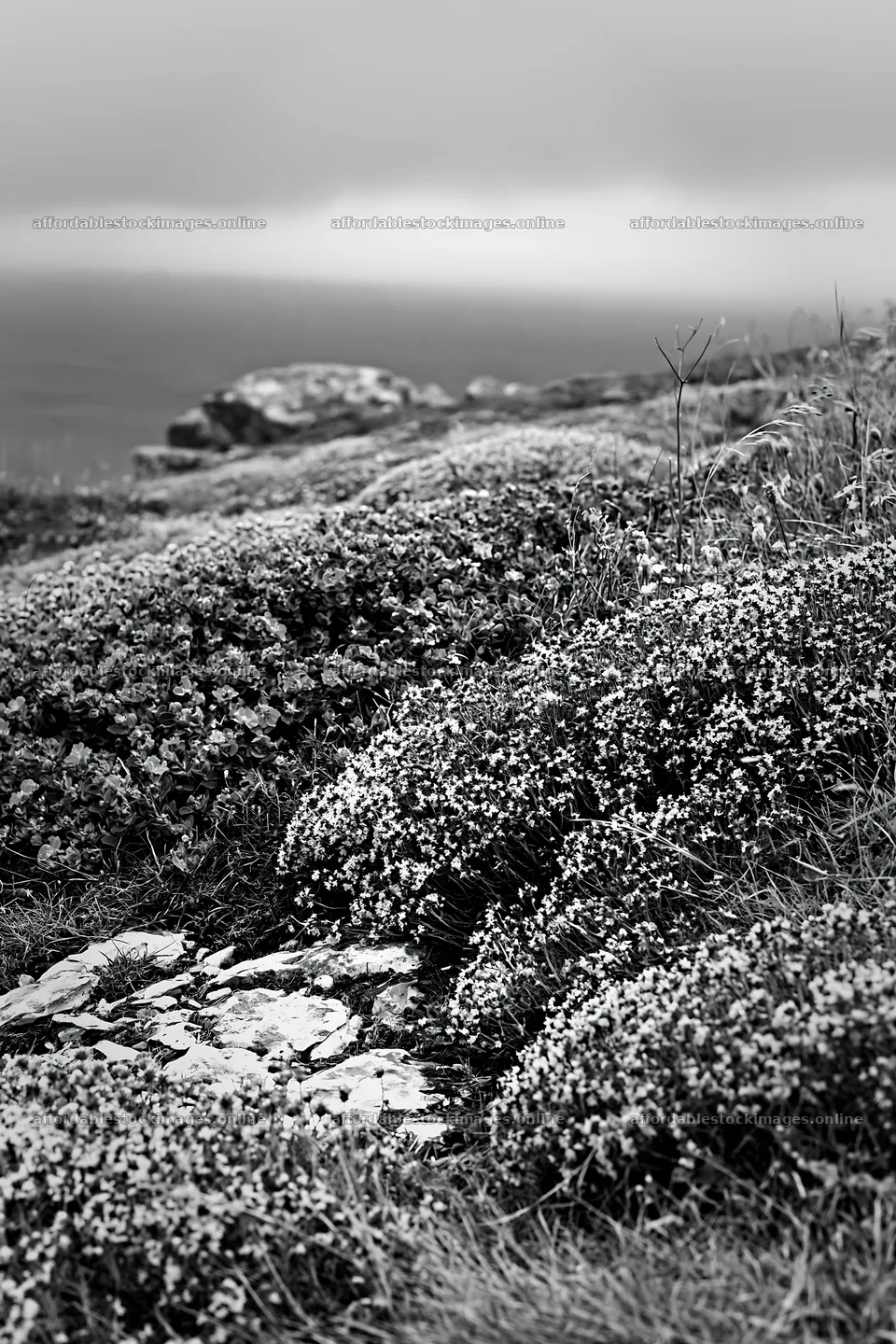 Cloudy wild thyme meadow near rocky shore – stock images 6480x9722