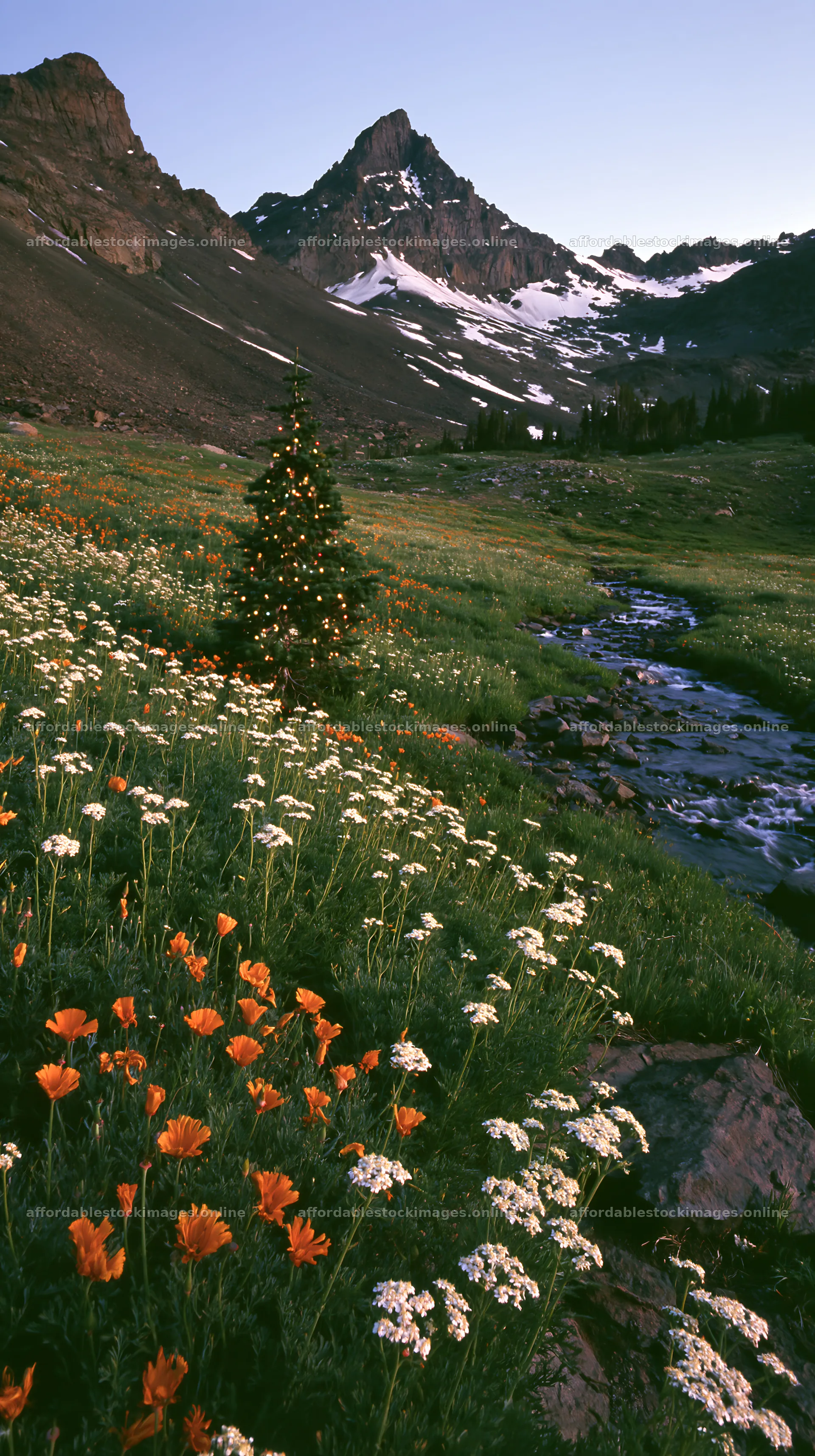 Christmas tree with lights beside stream in meadow – stock images 5938x10608