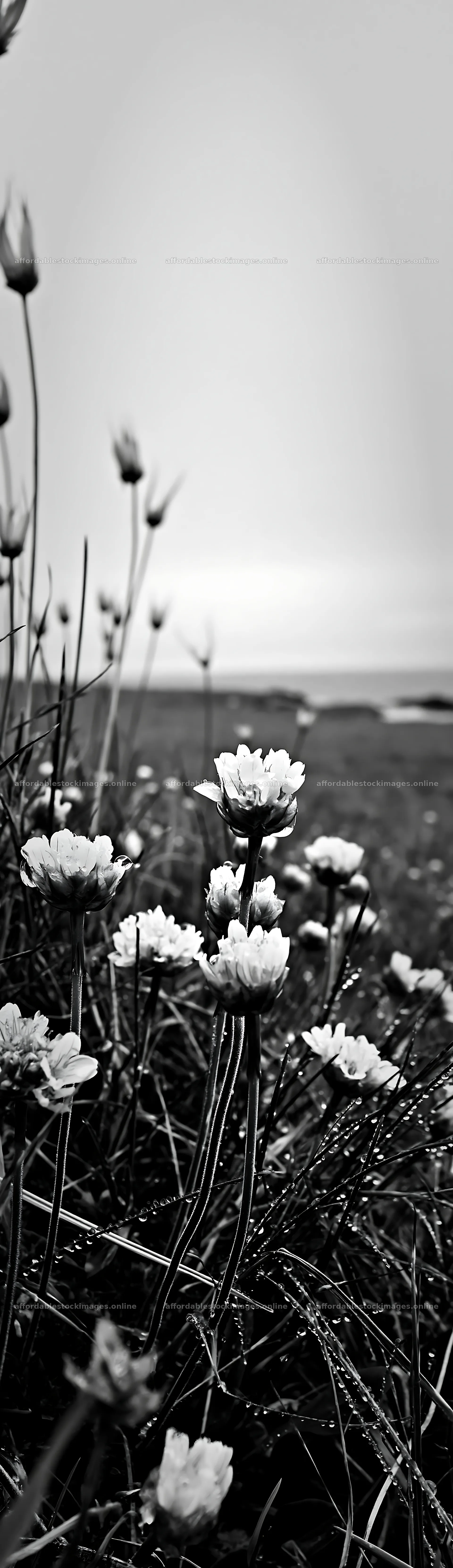 Meadow with seedheads and flowers in summer landscape – stock images 4268x14762