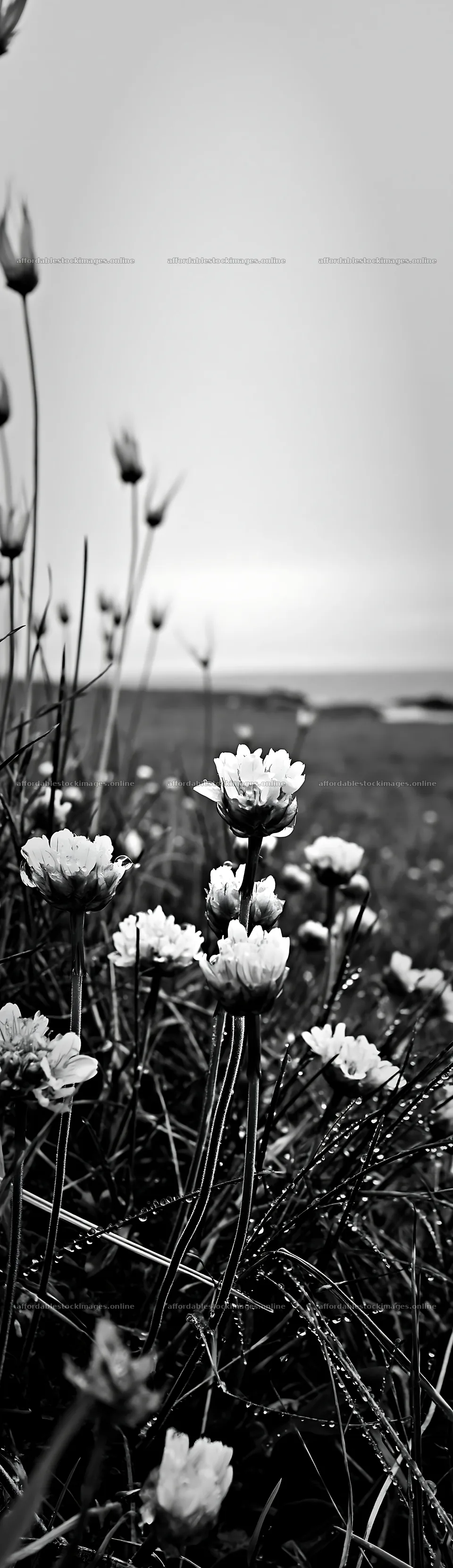 Meadow with seedheads and flowers in summer landscape – stock images 4268x14762