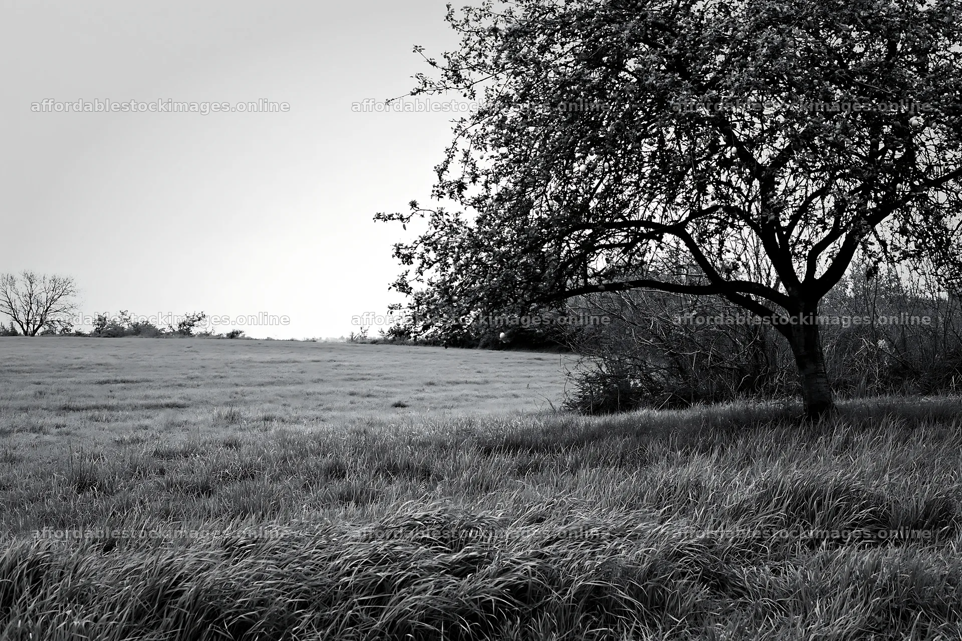 Easter apple tree in a field during cloudy weather – stock images 9722x6480