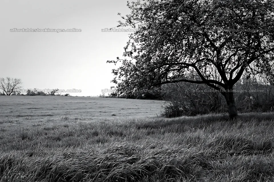 Easter apple tree in a field during cloudy weather – stock images 9722x6480