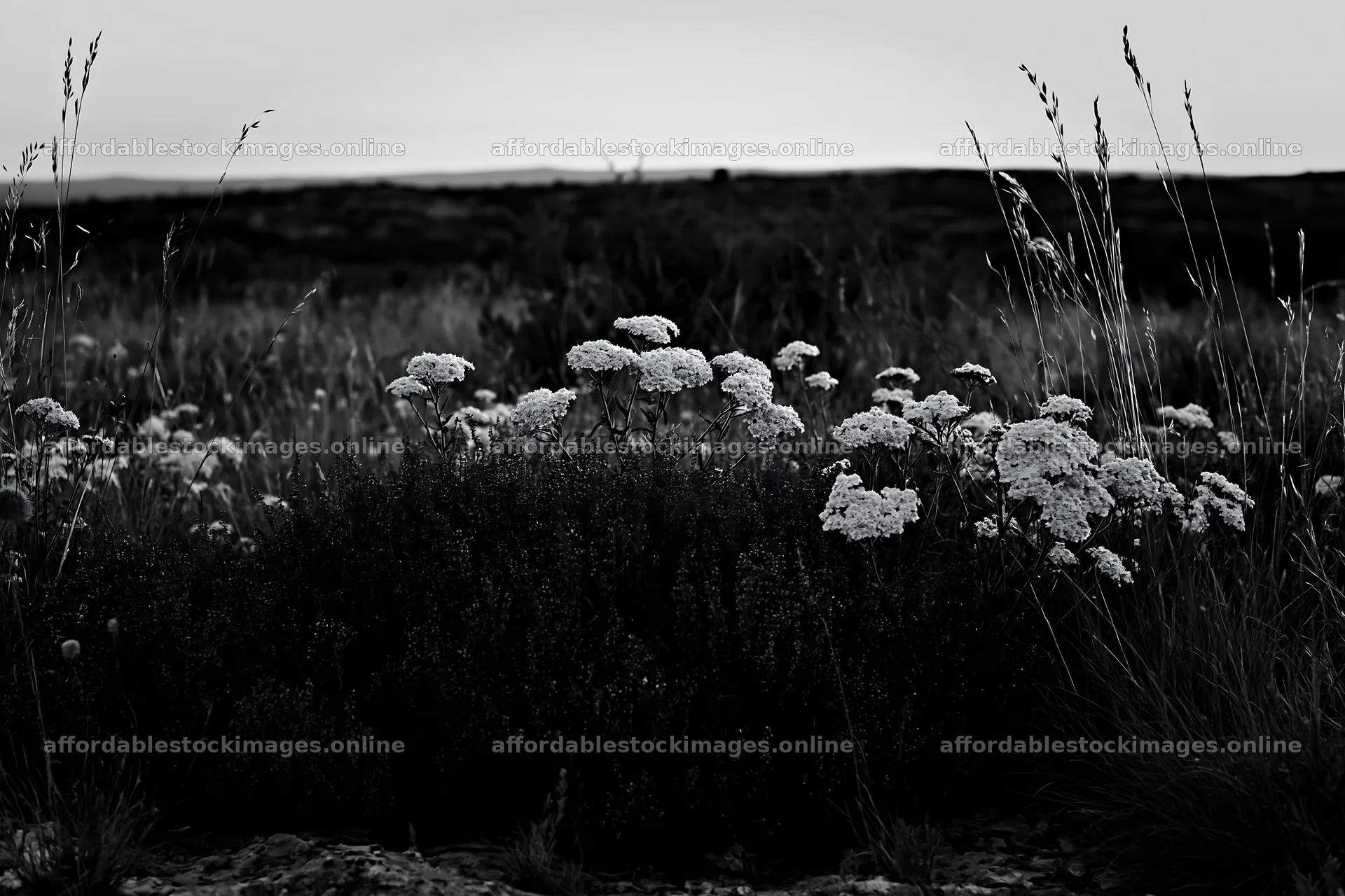 Yarrow meadow bloom in black and white landscape – stock images 9722x6480