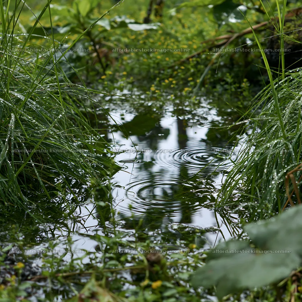 Kochi monsoon meadow rain beaded grasses show water ripples – stock images 7938x7938