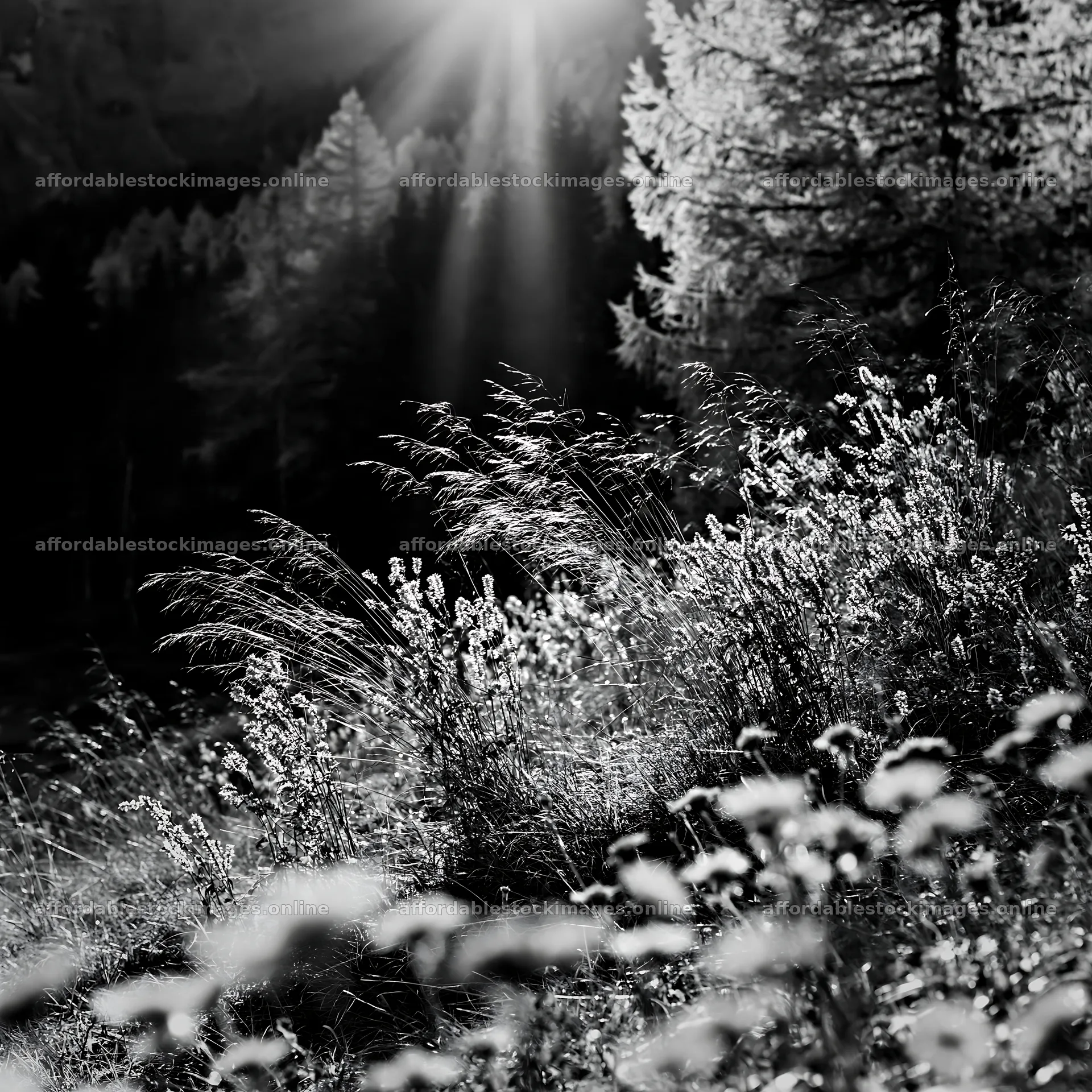 Light rays shining over meadow in Lauterbrunnen Valley – stock images 7938x7938